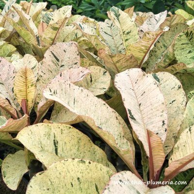 Variegated Plumeria MAYA plant