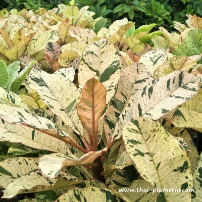 Variegated Plumeria MAYA plant