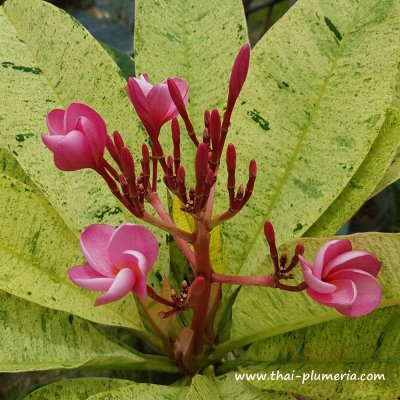 Variegated Plumeria MAYA plant