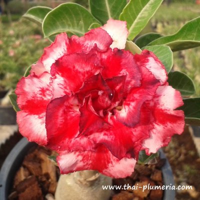 Adenium MAYARATSAMEE plant