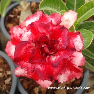 Adenium MAYARATSAMEE plant