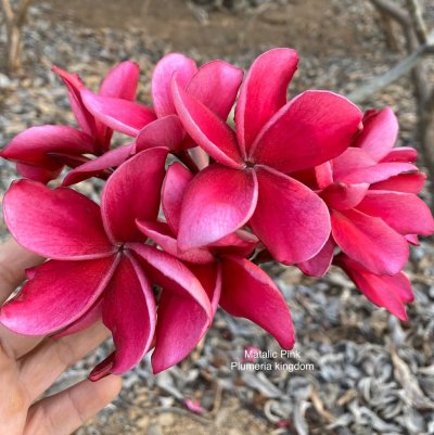 Metallic Pink