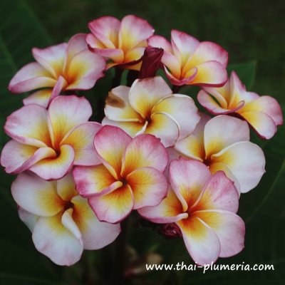 Plumeria MILLION HEARTS