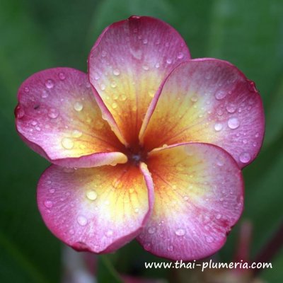 Plumeria MILLION HEARTS plant