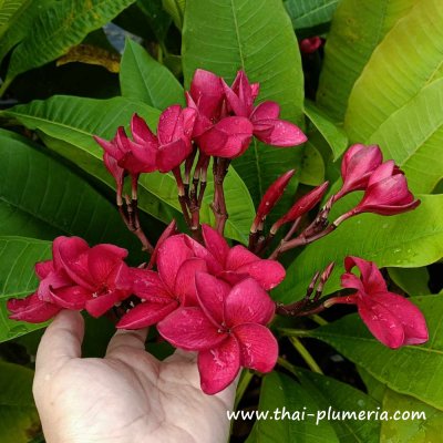 Plumeria MISS NONTHABURI plant