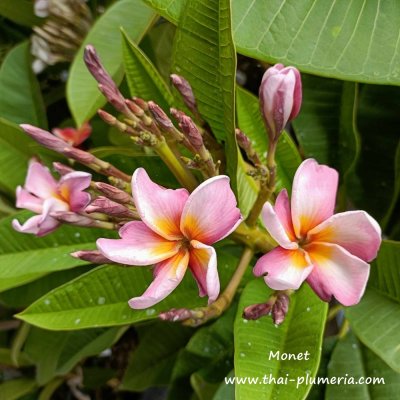 Plumeria Monet