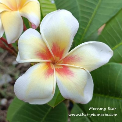 Morning Star plumeria