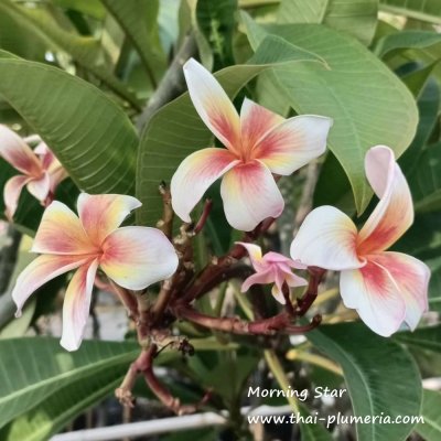 Plumeria Morning Star