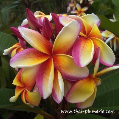 Plumeria plant MAUI RAINBOW