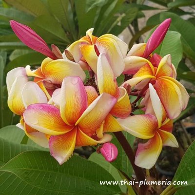 Plumeria MAUI RAINBOW