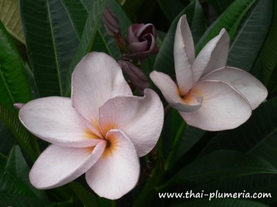 Plumeria MUANG1