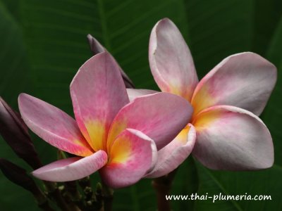 Plumeria MUANG MONTRA plant