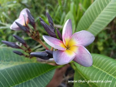 Plumeria MUANG MONTRA