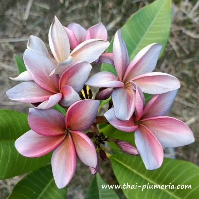 Plumeria MUANG PRAKAIRUNG plant