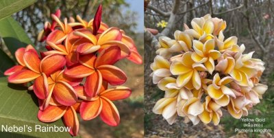 Plumeria 50 seeds #1 Free shipping