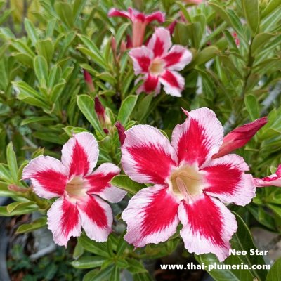 Adenium NEO STAR plant