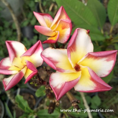 Plumeria NUI DELIGHT plant