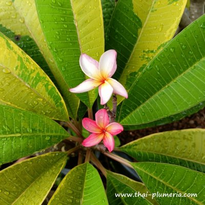 Variegated plumeria Orange flower