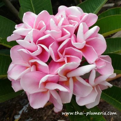 Plumeria ORATHAI PINK plant