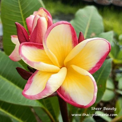 Plumeria SHEER BEAUTY plant