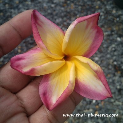 Plumeria SHEER BEAUTY plant