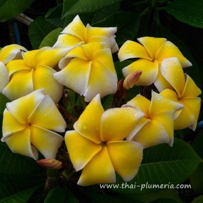 Plumeria P8