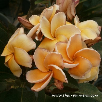 Plumeria plant PARAMINO