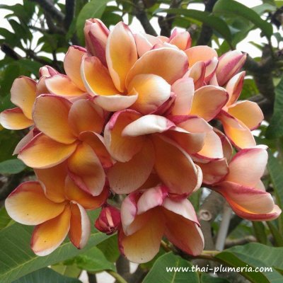 Plumeria PARAMINO