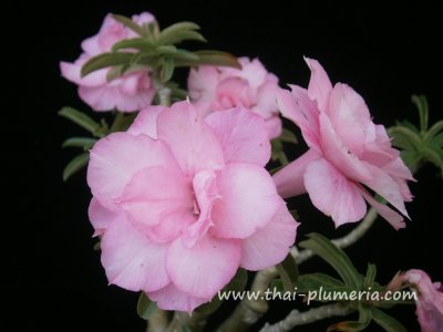 Adenium PATUMMA plant