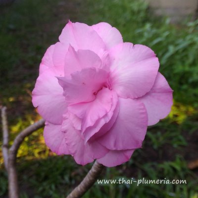 Adenium PATUMMA plant