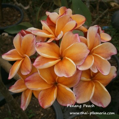 Penang Peach Plumeria 3