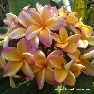 Plumeria plant PENANG PEACH