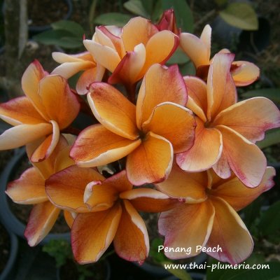 Penang Peach Plumeria 4