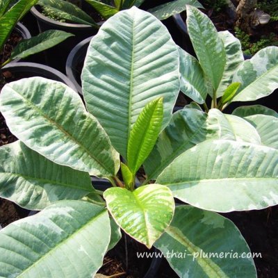 Variegated Plumeria PERIDOT