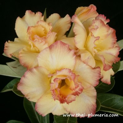 Adenium PERM SUP plant