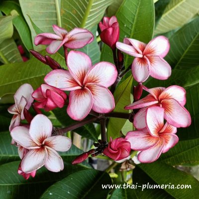 Plumeria PETCH NAM AKE plant