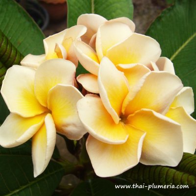 Plumeria PETCHPATCHARAPON plant