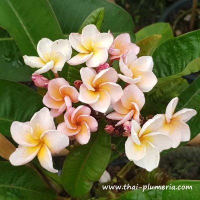 Plumeria PETCHPATCHARAPON