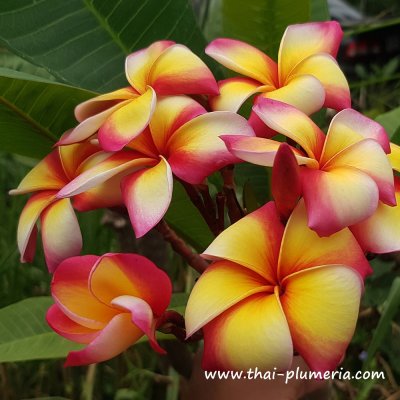 Plumeria PETCHPAYALARE