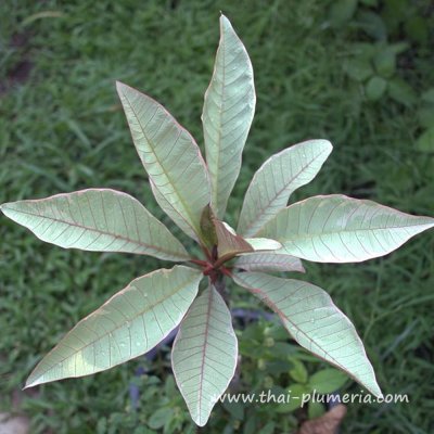 Variegated Plumeria PINK EDGE