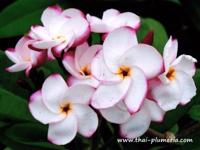 Plumeria PINK PANSY