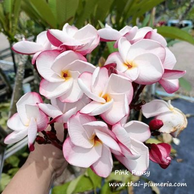 Pink Pansy