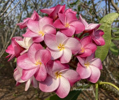 Pink Twirl