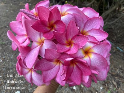 Pink Velvet