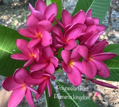 Polynesian Red