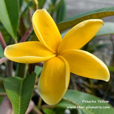 Preecha Yellow plumeria