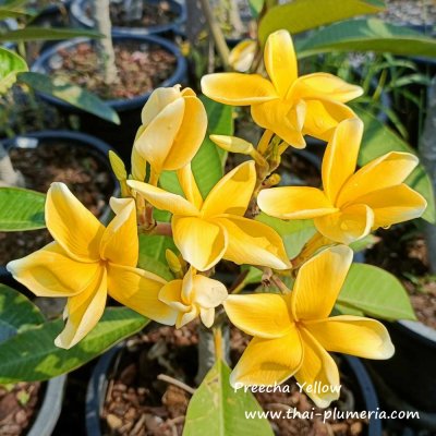 Plumeria Preecha Yellow