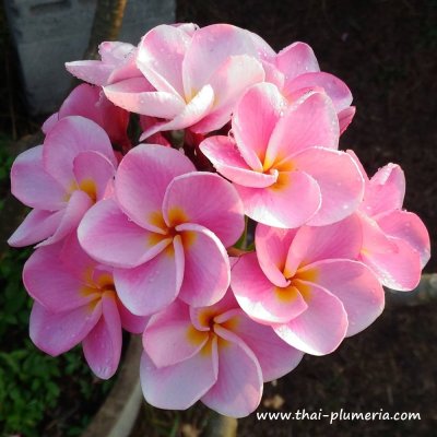 Plumeria THAI BELEVISTA