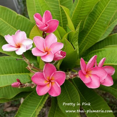 Plumeria Pretty in Pink