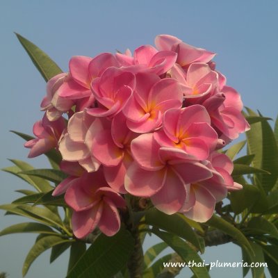 Plumeria PRETTY IN PINK plant